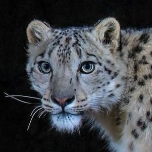 rosalindmar19's profile picture. 