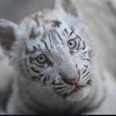 HIHFHJCFJ's profile picture. Bonnie 🤍

https://t.co/QFASHrk8rZ