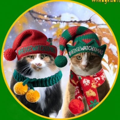 starbuckssue's profile picture. Plum, female panther 14/10/2003-21/12/2021. Adopted 15/12/14. #SuperSeniorCatsClub #Hedgewatch #theruffriderz - Tia & Phoebe 15/05/2008 adopted 11/01/2022.