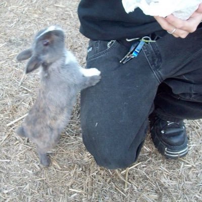 lackadisicalcat's profile picture. 