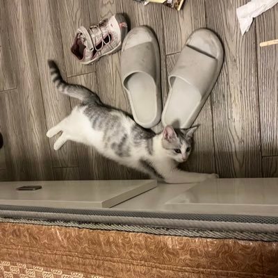 gMZbI5Jfuh10520's profile picture. 诗和远方在前方，我的眼前却是烟火烦恼，我想人生或许就是这样吧