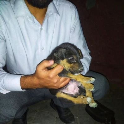 Ahmad1Hithem's profile picture. Athar – Because dignity is a right for.                 every soul..        🐹💔🐶🦊.