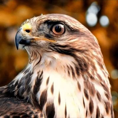 hadjmohammed47's profile picture. ‏‏‏اكتم الغيظ، تغافل عن الزلة، تغاضى عن الإساءة، اعف عن الغلطة وادفن المعائب.. تكن أحب الناس إلى الناس.