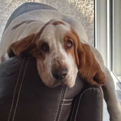 tish_h_80's profile picture. A little bit of physics, a pinch of psychology mixed with a mum of 2 fabulous teens and a pack of basset hounds …..with a love for all things rugby! 💙
