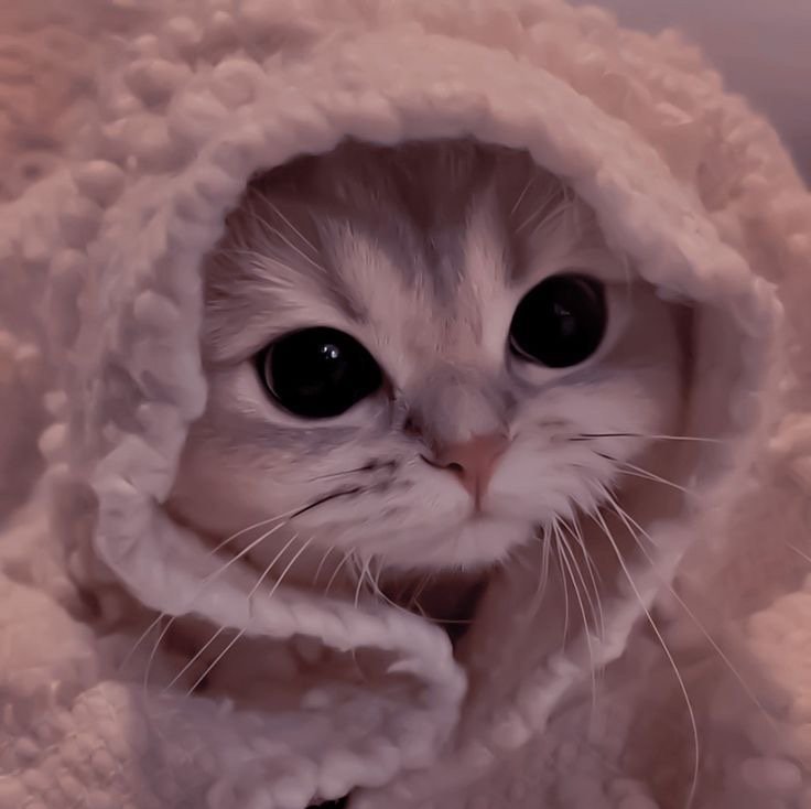 DONTD1SRUB's profile picture. 