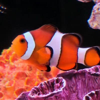 Rohith322997429's profile picture. 