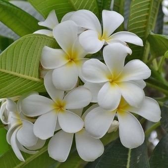 NgBo6MuksR98hdw's profile picture. 祈りのある暮らしは、悦びにあふれ、また美しくもあると思います　

それらの祈りと共に、繰り返し続くその暮らしが、とても幸せなことに感じられます　

あたかも懐かしさのある明るい陽射しを受ける一瞬（ひととき）を過ごすように感じられます　

私たちの暮らしと命は、大いなる暖かな陽（ひ）の光に覆（おお）い囲まれています✨✨✨