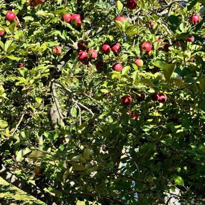 DecebalLau64271's profile picture. Randevularımdan sonra hareket ediyor ve eğleniyorum#Ortopedi cerrahı👨‍⚕️🥼🩺🇹🇷🇹🇷🇹🇷