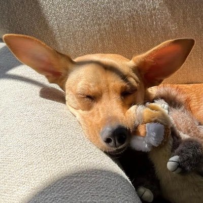 DaKazano's profile picture. 🙃 - Twitter is now “mainstreamed” QAnon, make of it what you will.