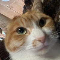 たはかコウ (@ul8jynpvlijnpes) 's Twitter Profile Photo