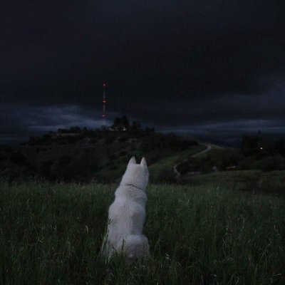 iamroads's profile picture. dev