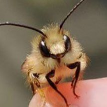 BIOGRAFT_680's profile picture. (🐝) - HI !
◜ PEOPLE CALL US BEEGRAFT◞
🌻 - IT'S A SUNNY DAY TODAY...

. not affiliated with boggio !