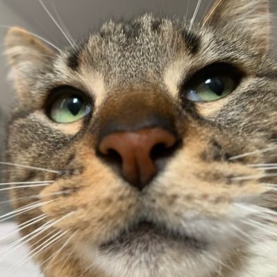 lutsilu_'s profile picture. 