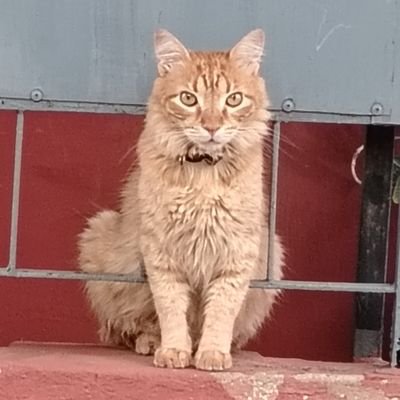 reib2md's profile picture. Soy un constante vaivén entre hambre y sueño.