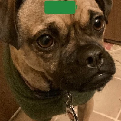 Ogeidybba1's profile picture. Vote Blue
I belong to my local chapter of the  terrorist organization known as Antifa.