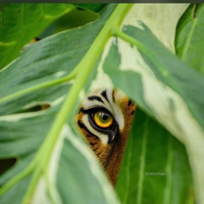 Atitty__x's profile picture. @majurdao