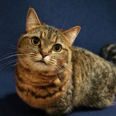 0pgAfgz7Y829775's profile picture. トレンドブログをメインにやってます