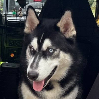 KageTheRage_'s profile picture. certified turtle