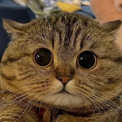 cunilicali1's profile picture. 