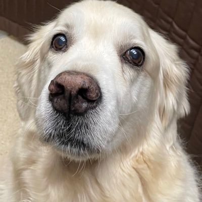 goldenprincessG's profile picture. I a very happy girl. I am very friendly and like to meet other doggies and their families 😊my tweetheart is da loverley Georgie @JustGeorgeGR