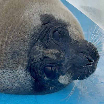 Tsukichanseal's profile picture. Mooo I lob my mama and papa I love to play in the pool and I like fish very much so yummy||Rp account||  also credit to tokkari center