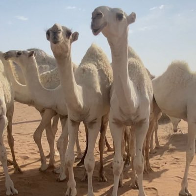 TAlshywl82953's profile picture. مهتم با علام ال ابل