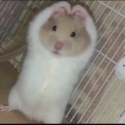 oflxmh's profile picture. 초보 인덕... 성인이에요