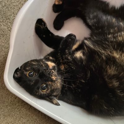 emilyf9317's profile picture. 21 | multifandom