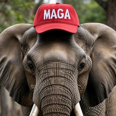 elephant_23's profile picture. Husband, Father and Christian. Traditional values. Unapologetically conservative. MAGA. Calling out leftist spin, lies and hypocrisy.