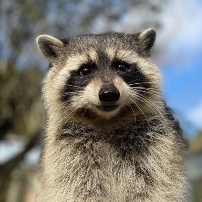lazyracoon17's profile picture. 