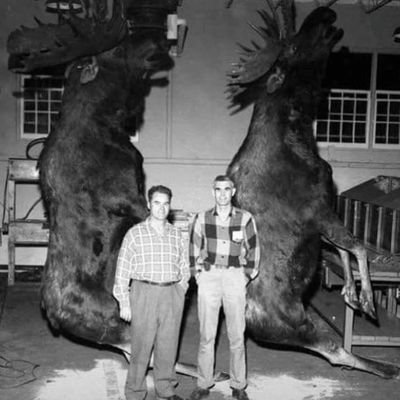 BossMed's profile picture. Bend Over