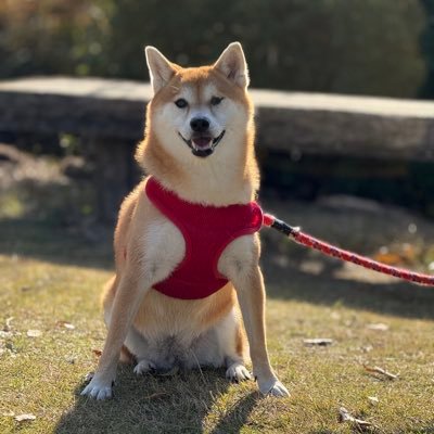 gbeSJmZbWp4xCtr's profile picture. 柴犬あずきとの日常🐕🌈 💕🎶トラック運転手になることを目標に頑張ってます!!フォローリクエストお気軽にどうぞ😊よろしくお願いいたします🙏