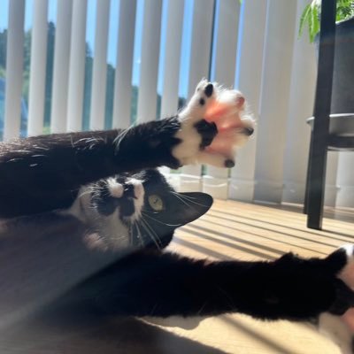 YURI1017YURI's profile picture. 猫が大好き🐈 A broken clock is right twice a day.