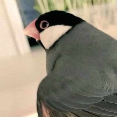 sigsigsigre's profile picture. 趣味のポータブルオーディオ用アカウントです。
ケーブルもイヤホンも一応自作してます…

しぐしぐ～