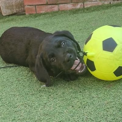 49Keesh's profile picture. 18 🇬🇧│@NRGgg│Valorant player for ?? │ prev METTIKAgg
immo 2