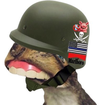 🏴‍☠️l’Écureuil a grande bouche Pirate™️©️💎 Profile