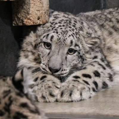 _ItsMicaaah's profile picture. account for irl and vrc stuff • nsfw🔞 • 20 • He/Him • smol snep • MAIN (SFW): @itbemicaaah