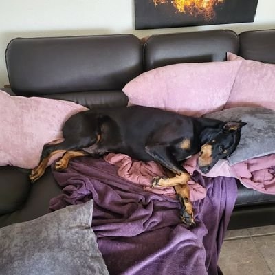 Hornyjay107's profile picture. DM📩 FOR CONTENT 🐾💦🐕