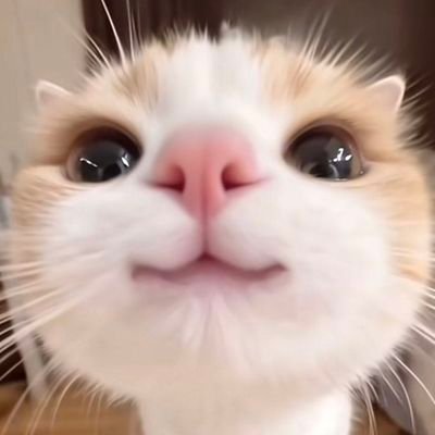 ms_squackington's profile picture. 