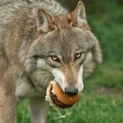 VAUK29651579's profile picture. wolf🐺/geek🛠/wargame🏹/cosplay
 21 years old from China
Mechanical student
 Share DIY toys and cosplay Props making 
🚫 hate politic comment
QQ3357384287