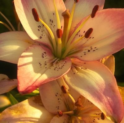 imoceanii's profile picture. vento solar e estrelas do mar, um girassol da cor do seu cabelo