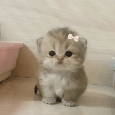 SovietCensor's profile picture. 🇵🇸