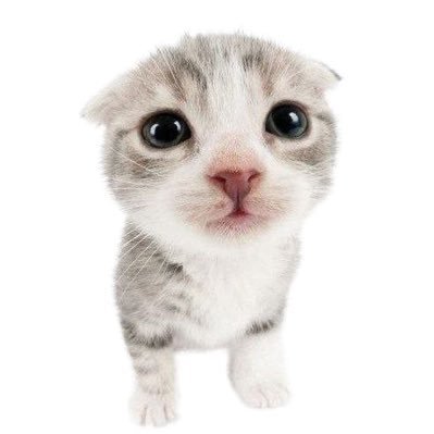 plagiu's profile picture. 