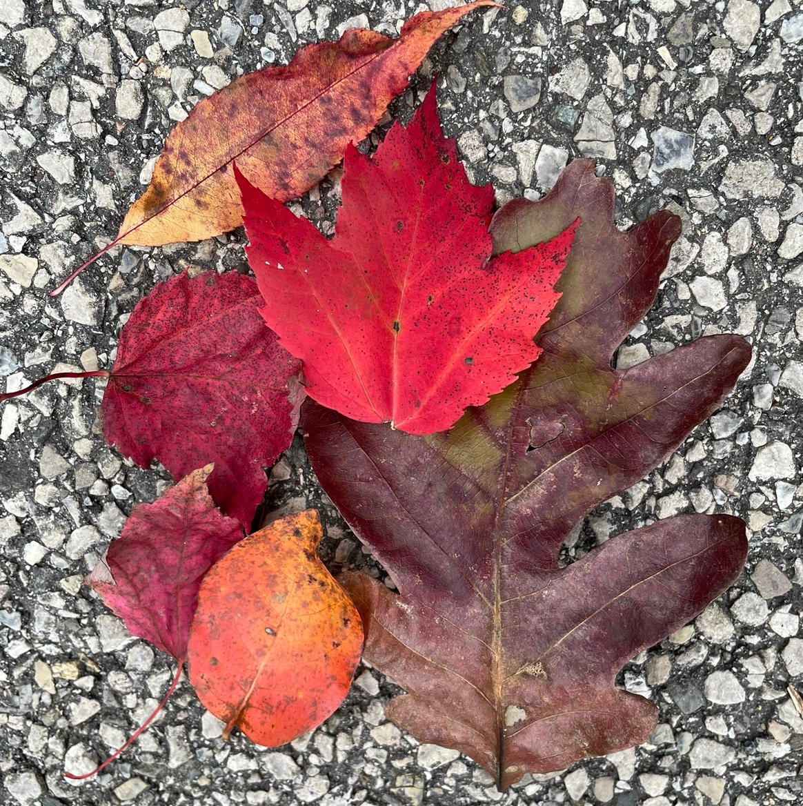 Mary32Hokies's profile picture. H O K I E S Hokies!!