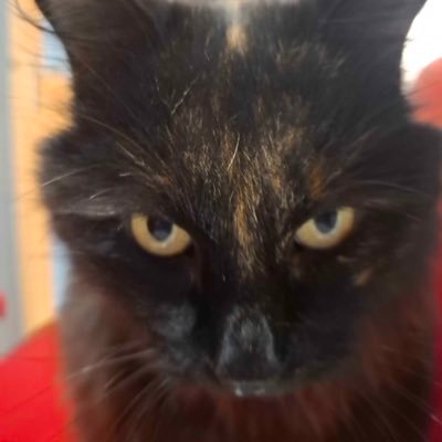 moonsgfg's profile picture. 