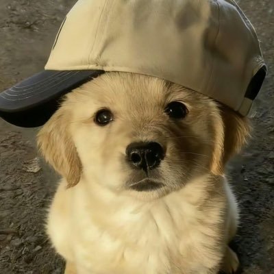 crtsfiiles's profile picture. all my gifs are findable under “crtsfiles”! :3 #coer