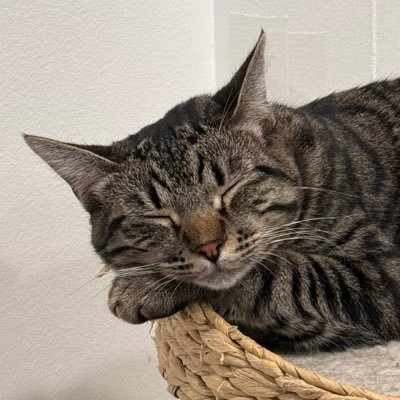 kimbochen's profile picture. Learning how systems run fast