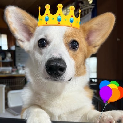 mojiana_moji's profile picture. DMM✨ベルウェザー🏅🏅🏅.シルク✨ヴァイザーブリック🏅🏅.ヴィリアリート🏅🏅.アルティマローネ.アルカマル.トゥスコラーナ.クリアウイング24.シャンボールフィズ24✴︎ume2024.12.26✨虹の橋へ🌈🥺2025.2.22〜kame🐶(24.11.25生)と同居♥️クックハウス応援中🐓