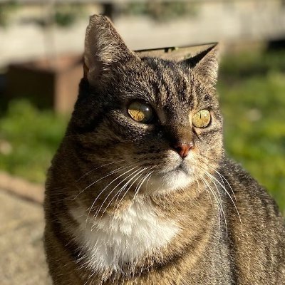 adonis_singh's profile picture. 