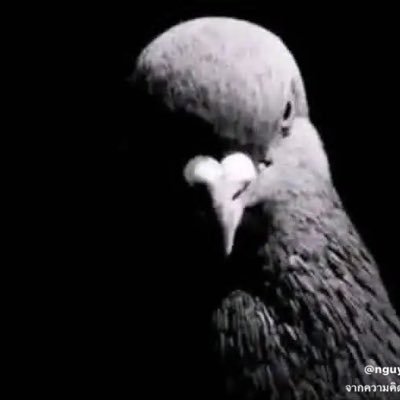 READYTORIC82895's profile picture. 